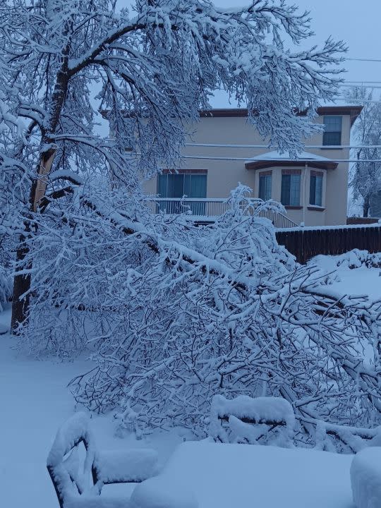 Part of 28 year old tree lost in Westminster (credit: Ana Kreutzer)