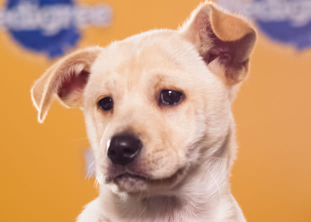 Daffodil, an 11-week-old chow chow and labrador retriever mix, loves to wrestle but also likes to cuddle on the couch. (Photo by Keith Barraclough/DCL)