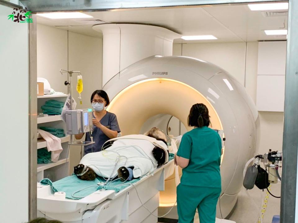 準備接受MRI（磁振造影）檢查的團團。（台北市立動物園提供）