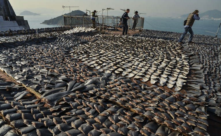 Image taken on January 2, 2013 shows shark fins drying in the sun on the roof of a factory building in Hong Kong. A conservation victory restricting global trade in more shark species will take a fresh bite at Hong Kong's market in fins