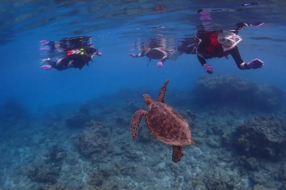 Snorkelling Experience in Yakushima. (Photo: Klook SG)