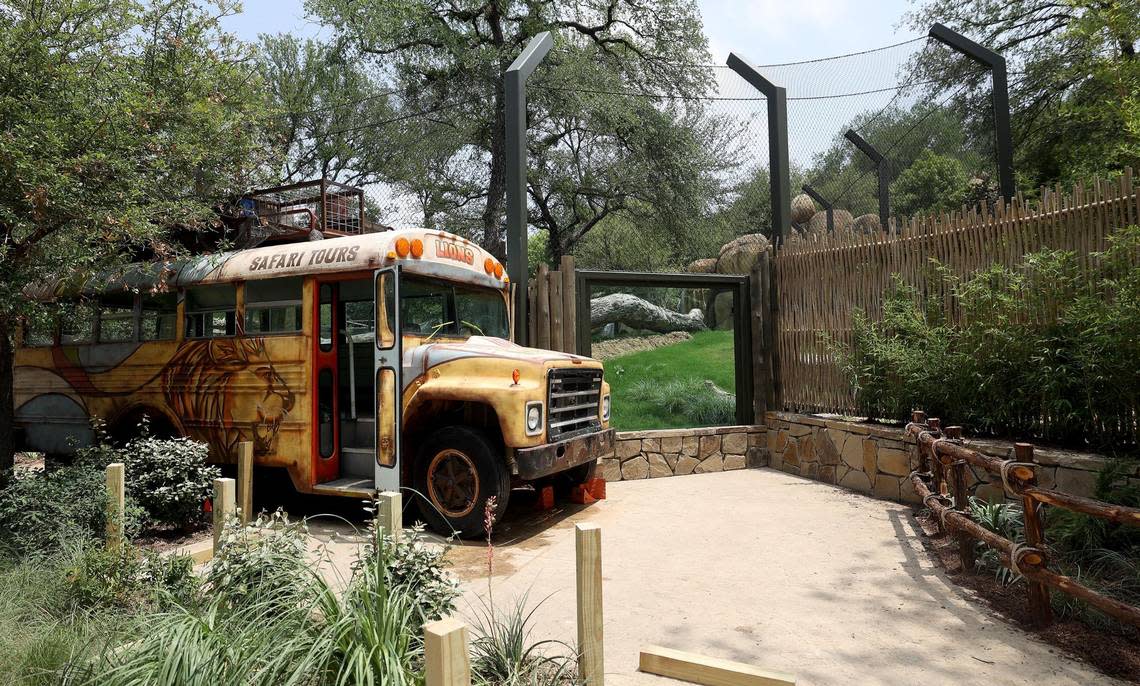 The lion habitat at the Fort Worth Zoo’s new exhibit Predators of Asia & Africa features a safari bus with viewing windows into the habitat. Amanda McCoy/amccoy@star-telegram.com