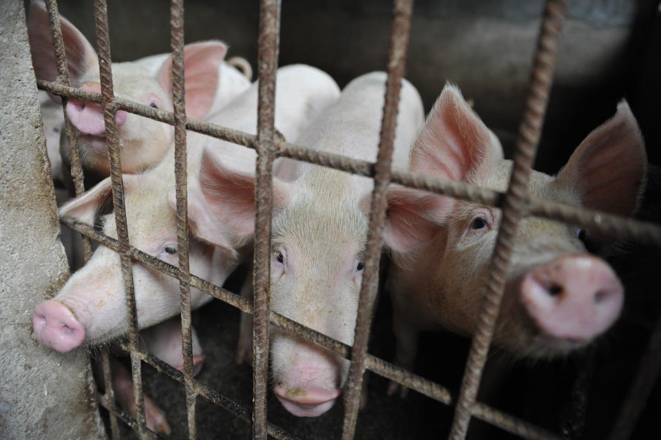 In this photo taken Friday, Aug. 31, 2018, pigs are seen in a hog pen in a village in Linquan county in central China's Anhui province. Reeling from rising feed costs in Beijing's tariff fight with U.S. President Donald Trump, Chinese pig farmers face a new blow from an outbreak of African swine fever that has sent an economic shockwave through the countryside. (Chinatopix Via AP)