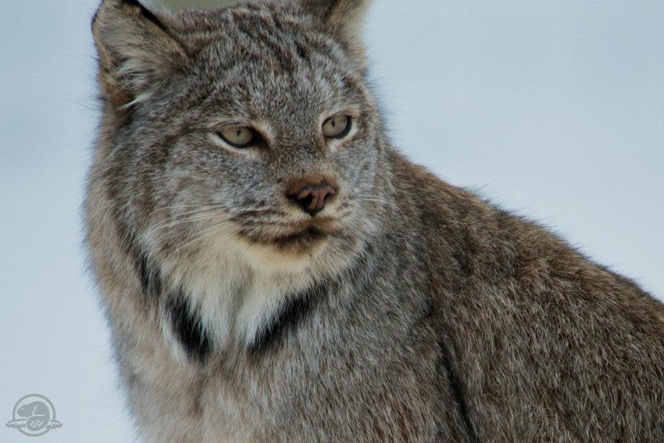 Lynx spotted in Banff National Park