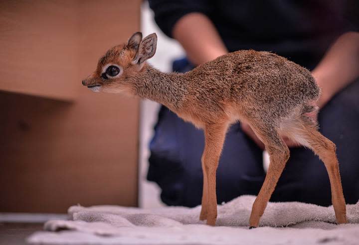 The baby antelope is just 19cm tall (PA) 