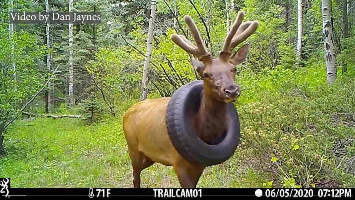 elk freed from tire around neck