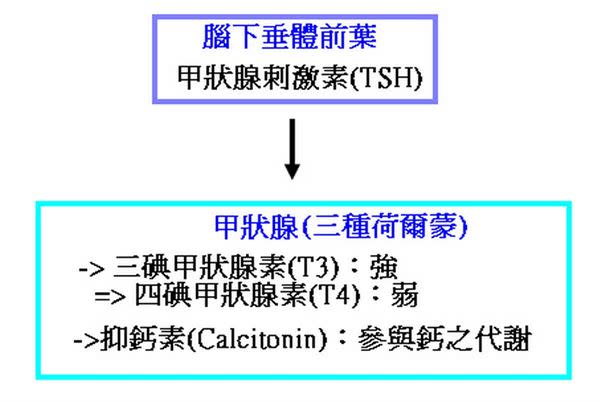 甲狀腺功能會影響我的「孕氣」嗎？