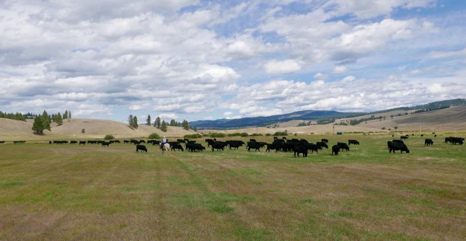Bring out your inner cowboy or cowgirl during one of the offered activities for guests — a cattle drive. 