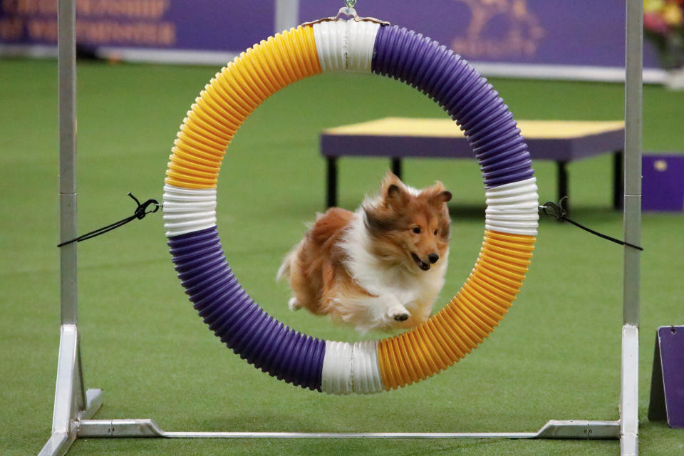 A dog competes in the Masters Agility Championship during the AKC and Westminster Kennel Club Meet and Compete event in New York, Feb. 9, 2019. (Photo: Andrew Kelly/Reuters)