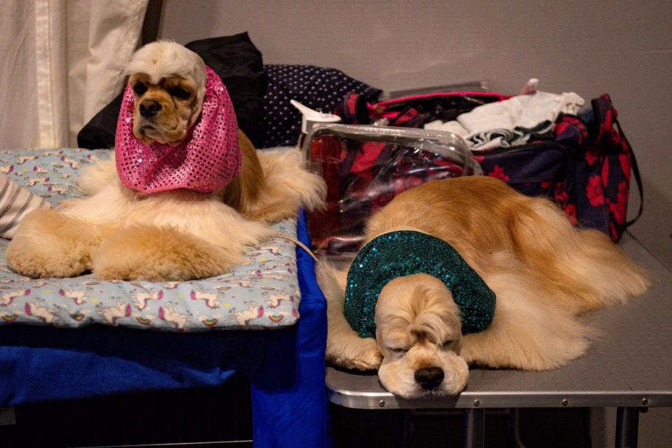 American Cocker Spaniels wait to compete at the Birmingham National Exhibition Centre (PA)