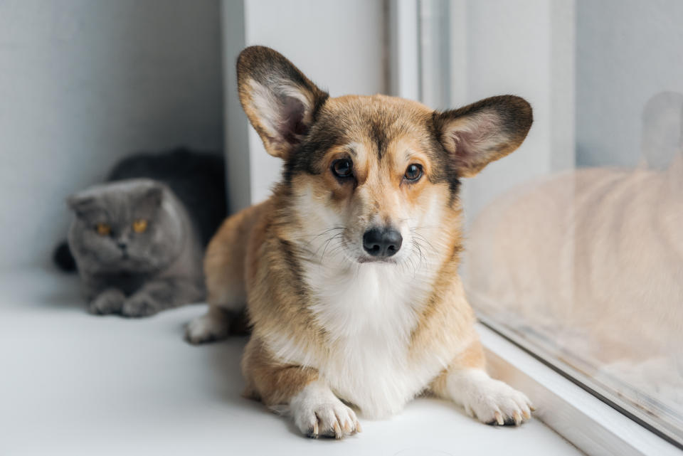 cute scottish fold cat and adorable corgi dog lying on windowsill together