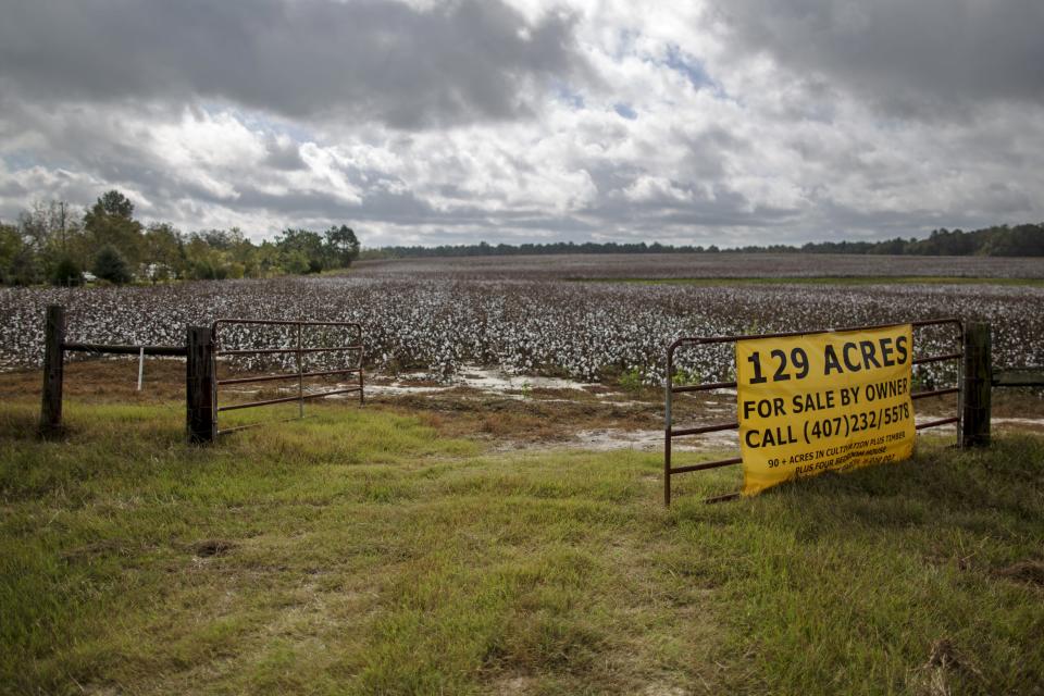 The Wider Image: The Legacy of "King Cotton" in the American South