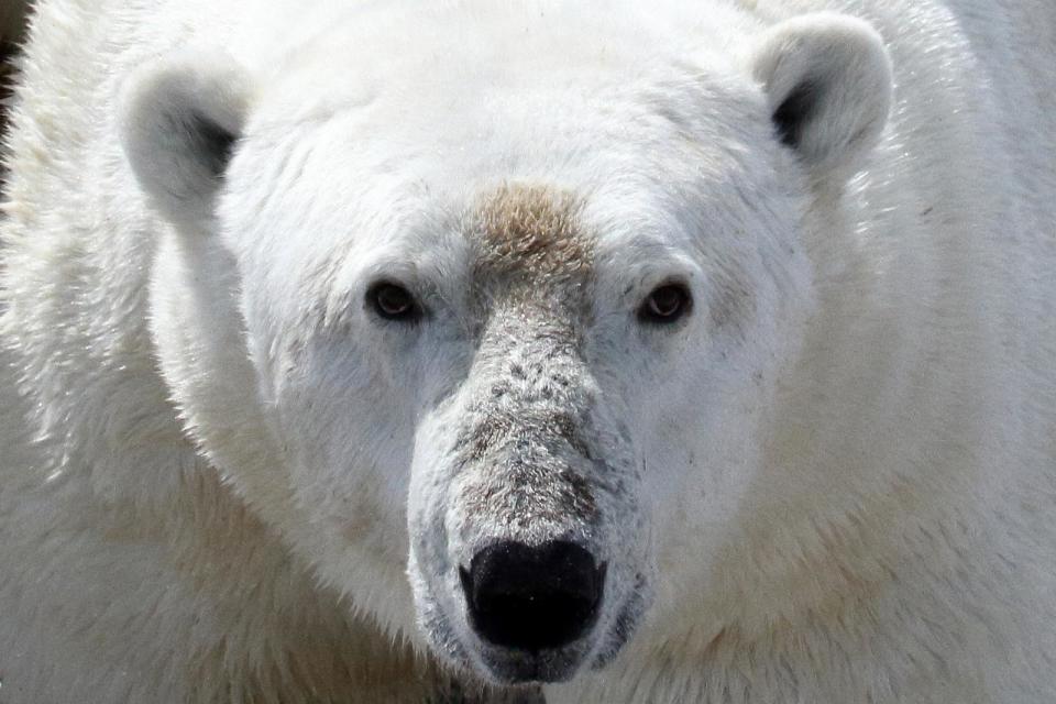 PHOTO: Polar bear on land in the Western Hudson Bay region. (David McGeachy)