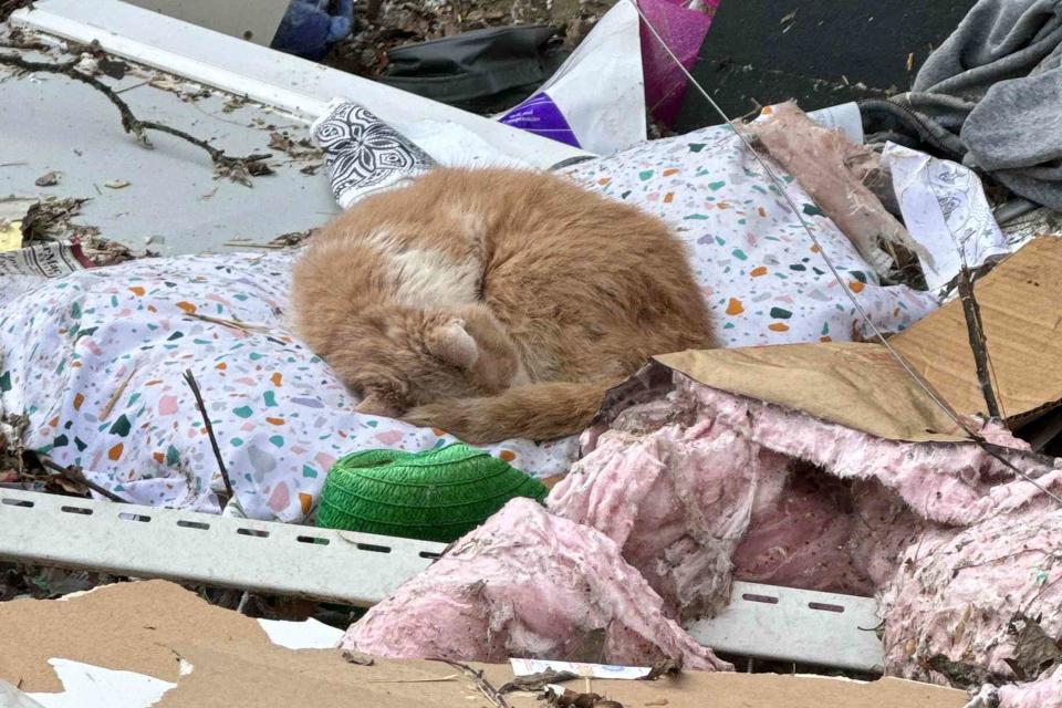 <p>Courtesy of Ricky Sessum</p> Sandy the cat curled up on pillow after surviving a tornado in Madison, Tennessee