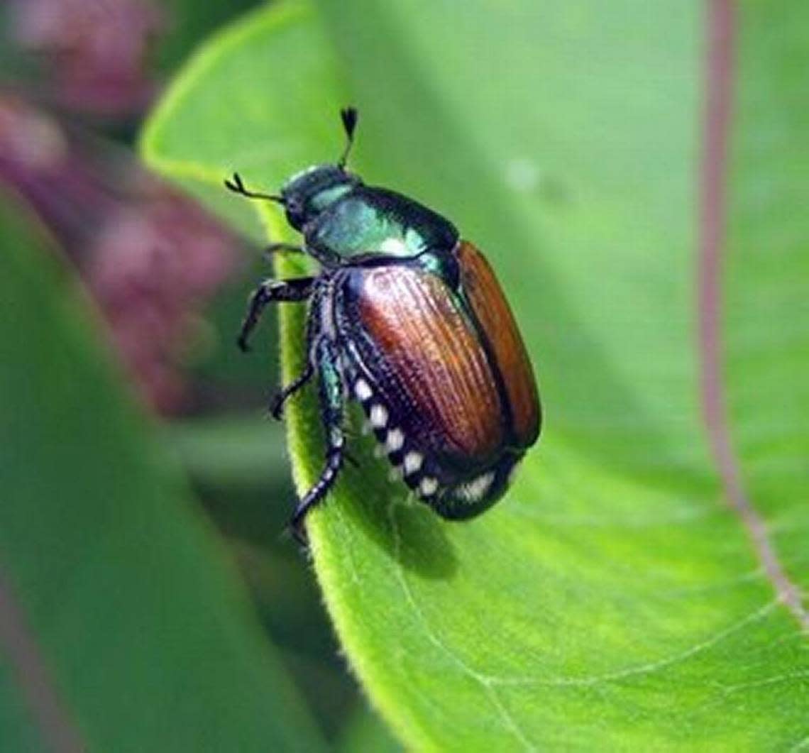 Thirty-four invasive Japanese beetles have been found in Pasco, Wash., so far in 2024.