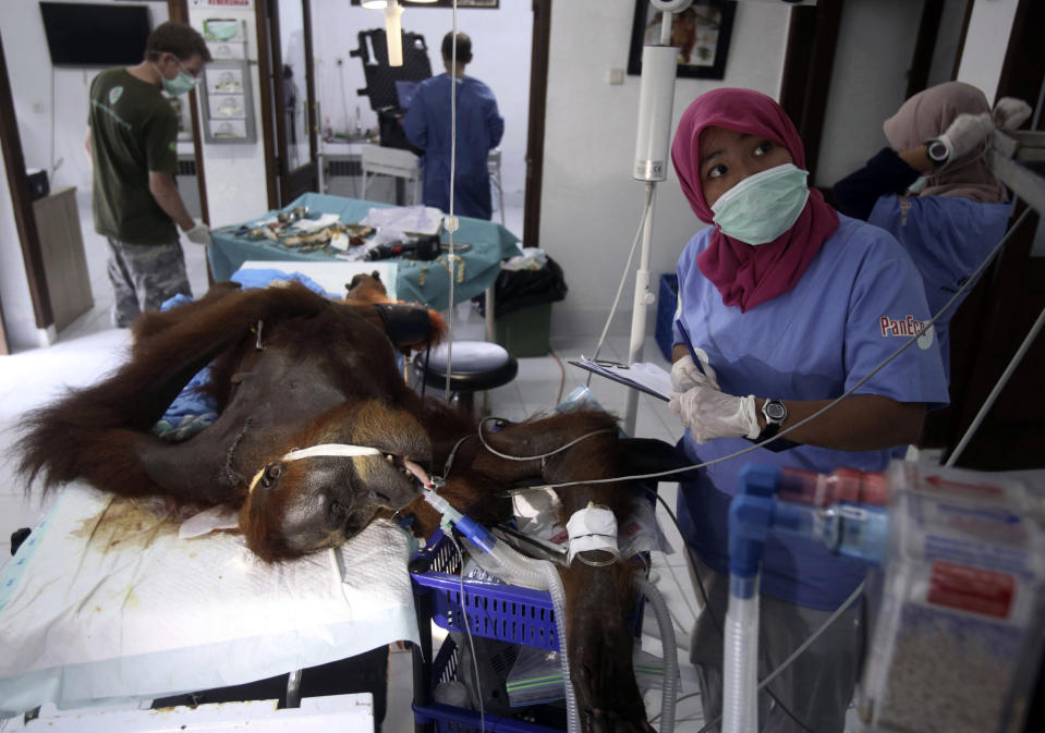 CAPTION CORRECTS TYPE OF SURGERY - In this photo taken onSunday, March 17, 2019, veterinarians and volunteers of Sumatra Orangutan Conservation Programme (SOCP) tend to a female orangutan they named 'Hope' during a surgery for infections in some parts of the body and to fix broken bones, at SOCP facility in Sibolangit, North Sumatra, Indonesia. A veterinarian says the endangered orangutan that had a young baby has gone blind after being shot at least 74 times, including six in the eyes, with air gun. The baby orangutan died from malnutrition last Friday as rescuers rushed the two to the facility. (AP Photo/Binsar Bakkara)