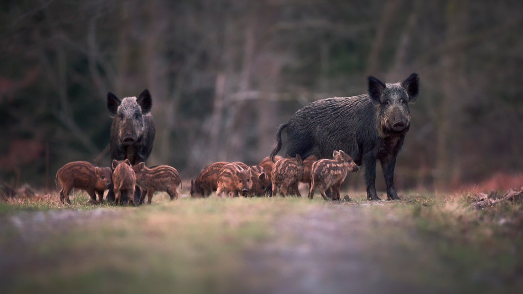 Wild boars