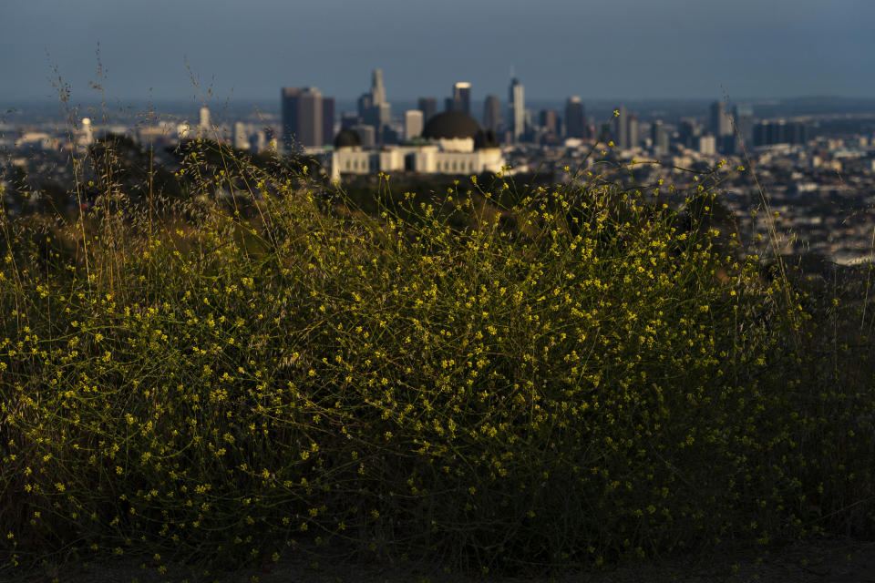 Wild mustard flowers bloom along a trail in Griffith Park in Los Angeles, Thursday, June 8, 2023. Mustard was among the most prominent of wild flowering plants that seemingly popped up everywhere in California this spring. As temperatures warm it is starting to die, making it tinder for wildfires in a state that has been ravaged by blazes. Its stalks can act as fire ladders, causing flames to climb. (AP Photo/Jae C. Hong)