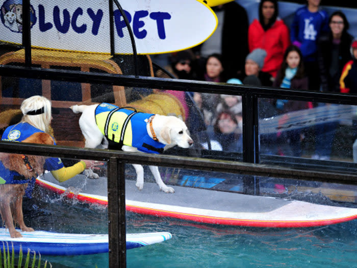 surfing dog rose parade