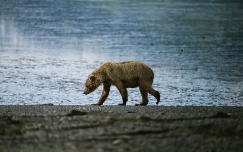 A bear in Alaska - Credit: GETTY