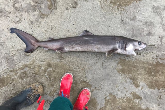 Rare shark found on Devon beach