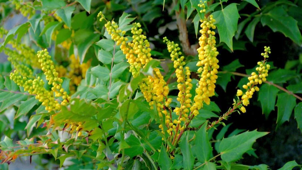 mahonia japonica is an evergreen shrub, which has been extensively cultivated in japan and is commonly called japanese mahonia, although it is native to china fragrant yellow flowers in loose, spreading to pendant racemes bloom in late winter to early spring march april flowers are followed by ornamentally attractive grape like bunches of small waxy fruits which mature to blue black in late spring to early summer