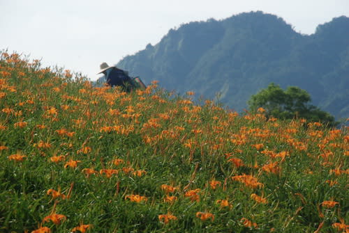 圖/即日起到中秋節後，花蓮六十石山正盛開滿山遍野的金針花。