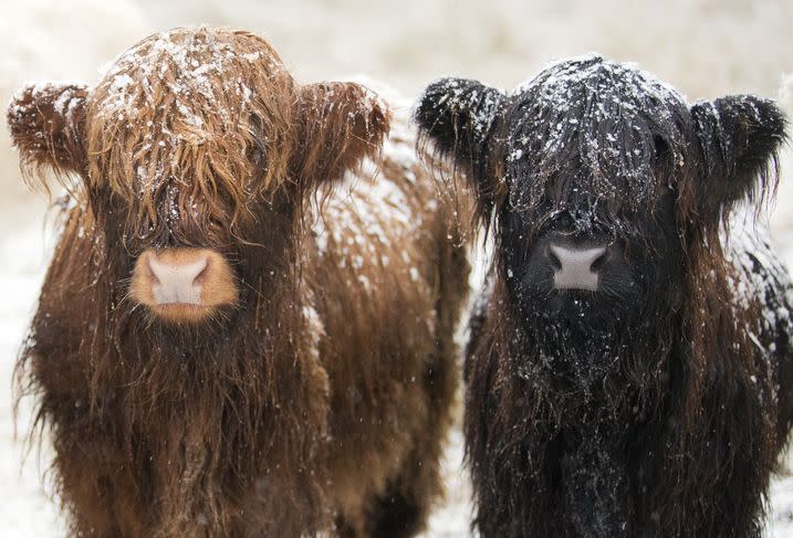 These Snowy Cow Pals