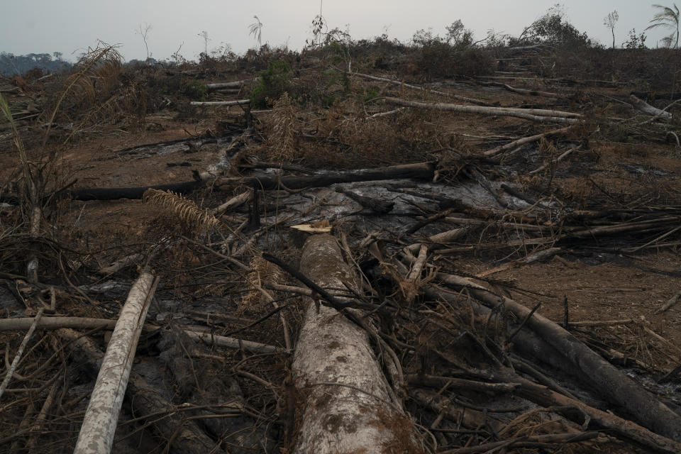 Trees lay in a burned area near the Krimej indigenous village of the Kayapo indigenous group in Altamira, Para state, Brazil, Saturday, Aug. 31, 2019. Much of the deforestation in the Brazilian Amazon is done illegally -- land grabbers burn areas to clear land for agriculture and loggers encroach on national forests and indigenous reserves. (AP Photo/Leo Correa)