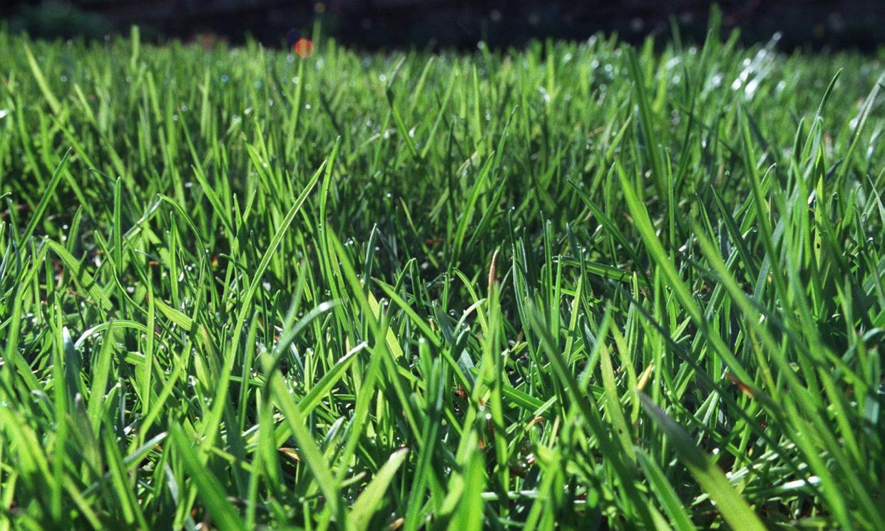 Mid-August to mid-September is the best time to renovate the lawn and plant grass seed.