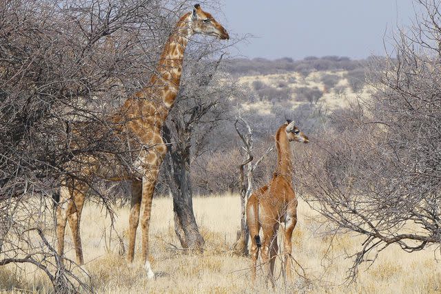 <p>Eckart Demasius & Giraffe Conservation Foundation</p> Spotless Angolan giraffe calf photographed in Namibia with mother