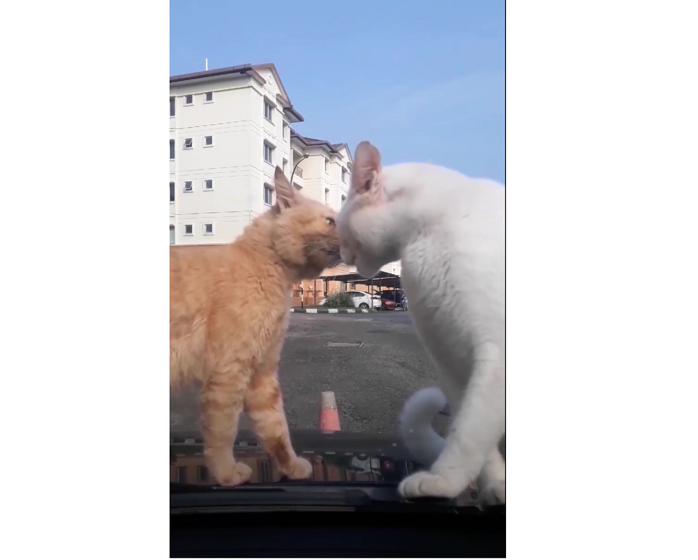 Screenshot of the video showing the cats trying to settle their score on a car before they were chased off with the swipe of a wiper.