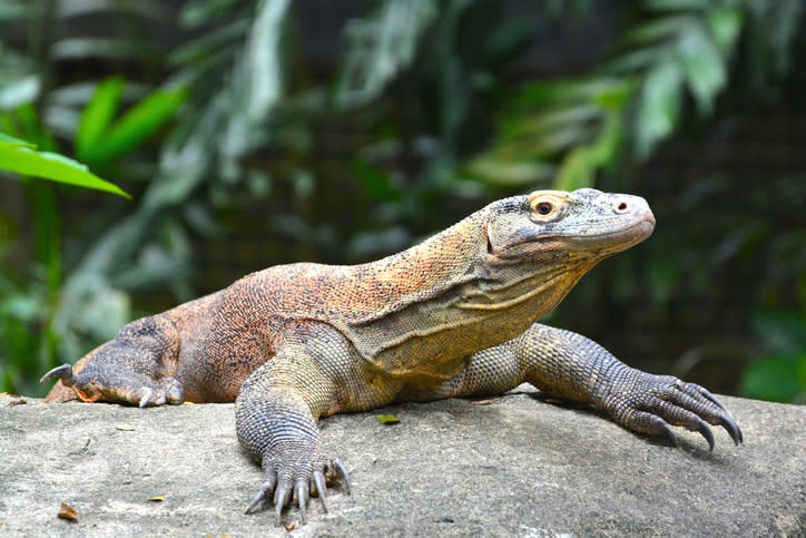 Komodo Dragon lying on a rock in Singapore.