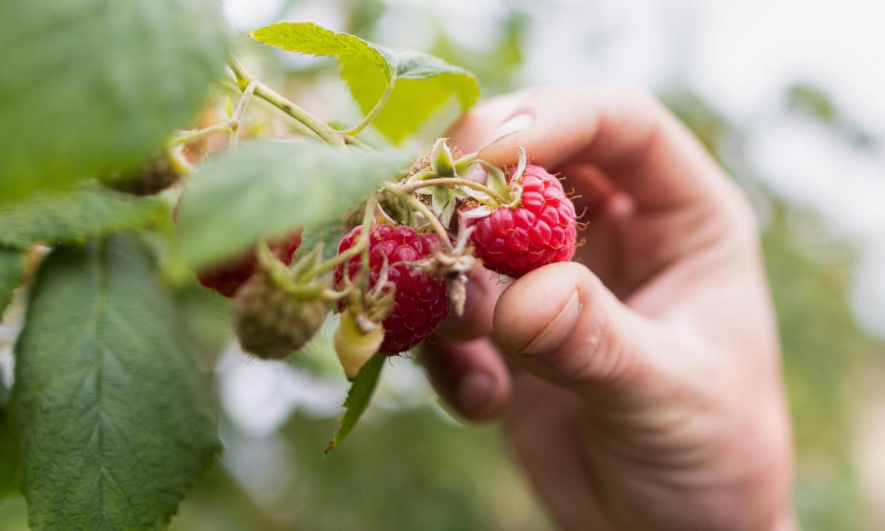 <span>Strict post-Brexit conditions on agricultural and care visas expose workers to ‘hyper-precarity’, a report has found.</span><span>Photograph: Bloomberg/Getty Images</span>