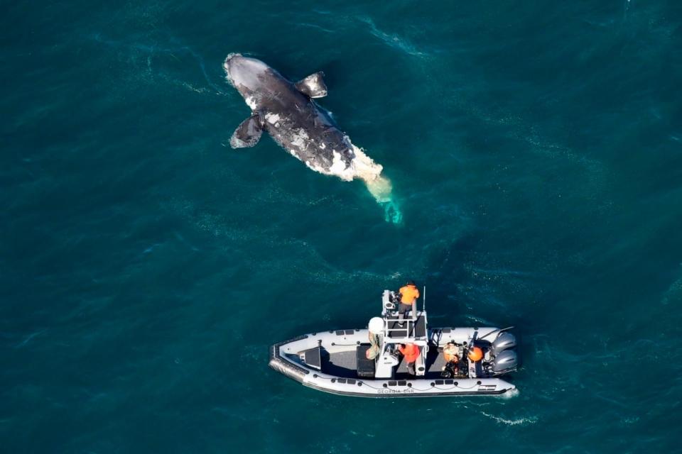 PHOTO: A boat crew assesses a dead juvenile right whale about 20 miles off Tybee Island, Ga., on Feb. 14, 2024.  (Georgia Department of Natural Resources via AP)