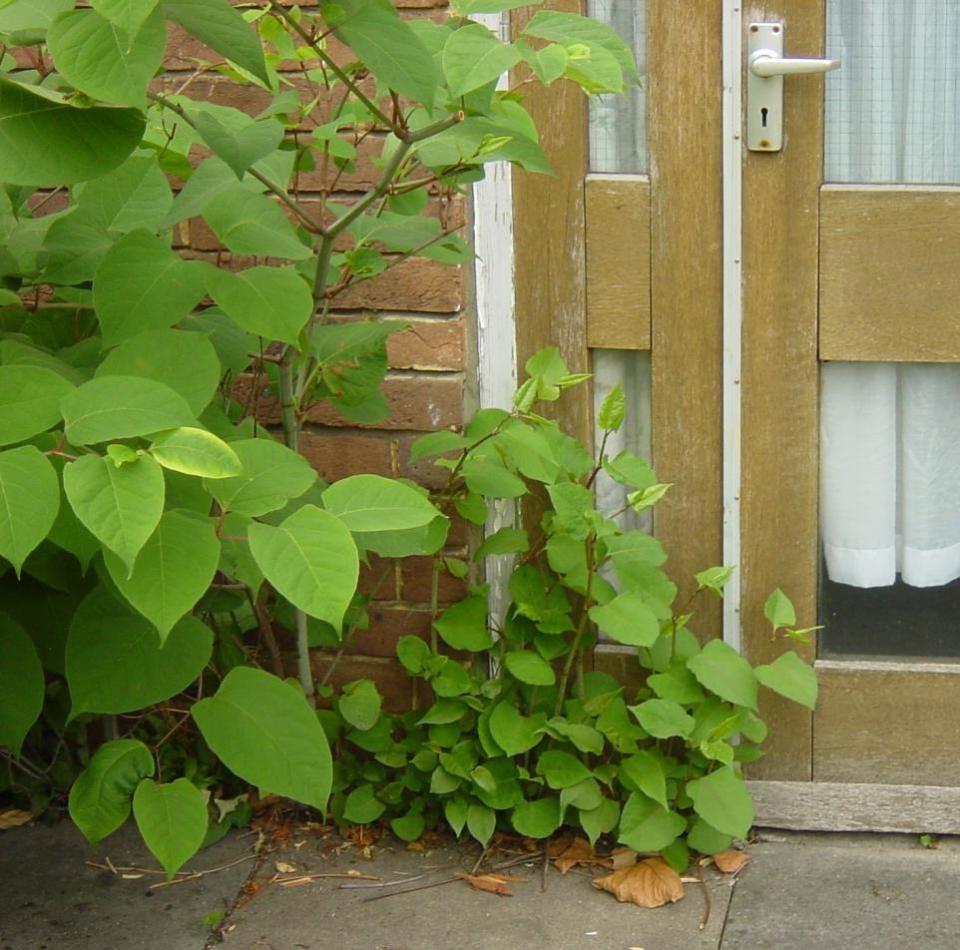 Bournemouth Echo: Japanese Knotweed can provide a lot of problems for homeowners