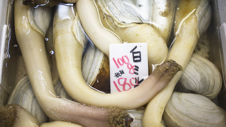 geoducks in water