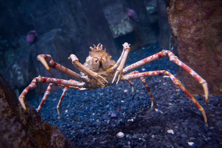 El terrorífico cangrejo japonés puede vivir cien años. Foto: 4FR/Getty Images
