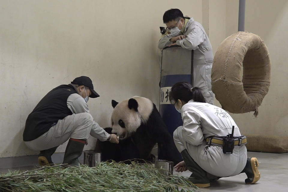 In this photo released by the Taipei Zoo, workers attend to the ailing giant panda Tuan Tuan at the Taipei Zoo in Taipei, Taiwan on Friday, Nov. 17, 2022. Tuan Tuan, one of two giant pandas gifted to Taiwan from China, died Saturday, Nov. 19, 2022 after a brief illness, the Taipei Zoo said. (Taipei Zoo via AP)