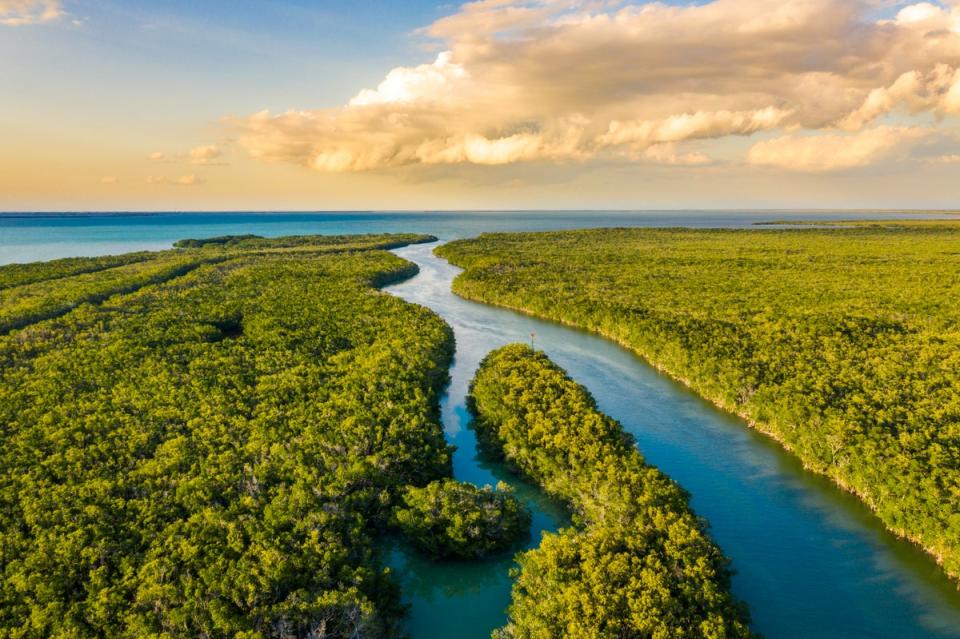 Alligators and crocodiles live side-by-side in the Everglades National Park (Getty Images)