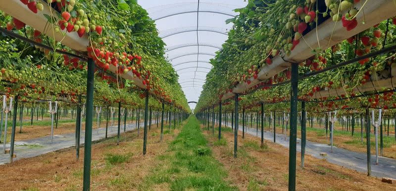 A strawberry crop is seen at Hall Hunter’s Tuesley Farm in this undated handout picture