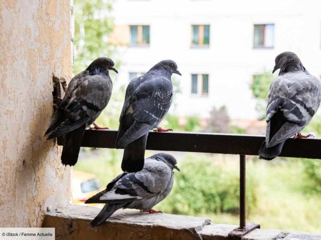 Anti pigeon balcon : comment fixer vos répulsifs ?