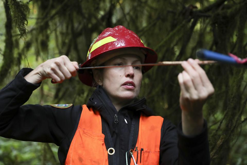 Christine Buhl, a forest health specialist for the Oregon Department of Forestry, uses an increment borer to core a western red cedar at Magness Memorial Tree Farm in Sherwood, Ore., Wednesday, Oct. 11, 2023. Iconic red cedars — known as the "Tree of Life' — and other tree species in the Pacific Northwest have been dying because of climate-induced drought, researchers say. (AP Photo/Amanda Loman)