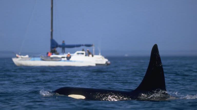 Los marineros intercambian consejos en las redes sociales para evitar las orcas