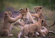 The mother lioness showed off her six new one-month old lion cubs to safari guides Vincent Ketuyio and John Kaelo for the very first time.