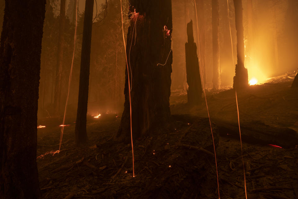 CALIFORNIA HOT SPRINGS, CA - SEPTEMBER 21: The Windy Fire blazes through the Long Meadow Grove of giant sequoia trees near The Trail of 100 Giants overnight in Sequoia National Forest on September 21, 2021 near California Hot Springs, California. As climate change and years of drought push wildfires to become bigger and hotter, many of the worlds biggest and oldest trees, the ancient sequoias, have been killed. The giant trees are among the worlds biggest and live to more than 3,000 years, surviving hundreds of wildfires throughout their lifespans. The heat of normal wildfire of the past helped the trees reproduce but increasing fire intensity can now kill them. A single wildfire, the Castle fire, destroyed as much as 14 percent of all the worlds giant sequoias in 2020.    (Photo by David McNew/Getty Images)