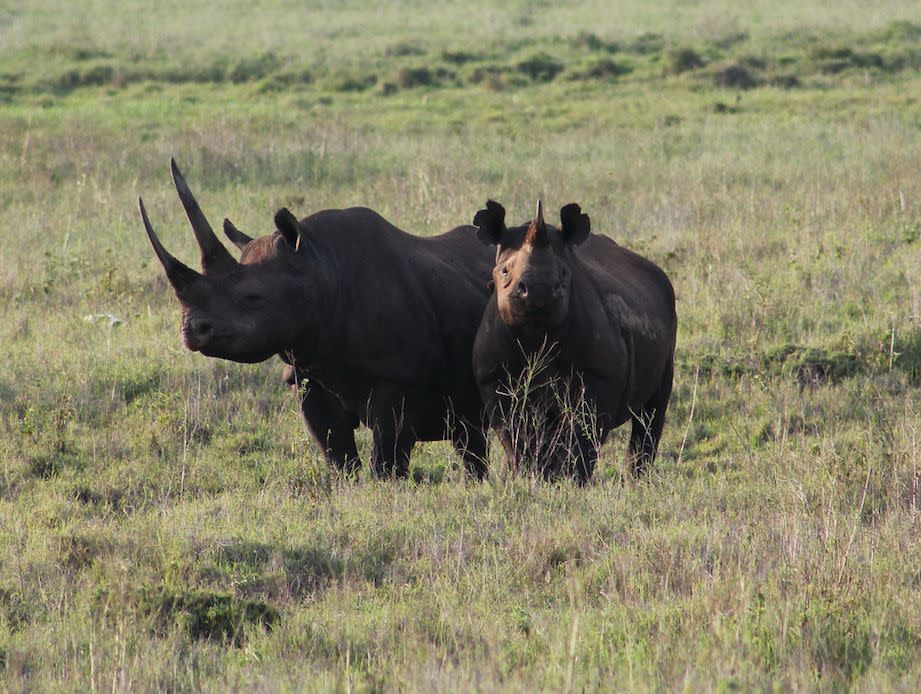 Animals like the black rhino are at risk of extinction over the next century, according to scientists (PA)