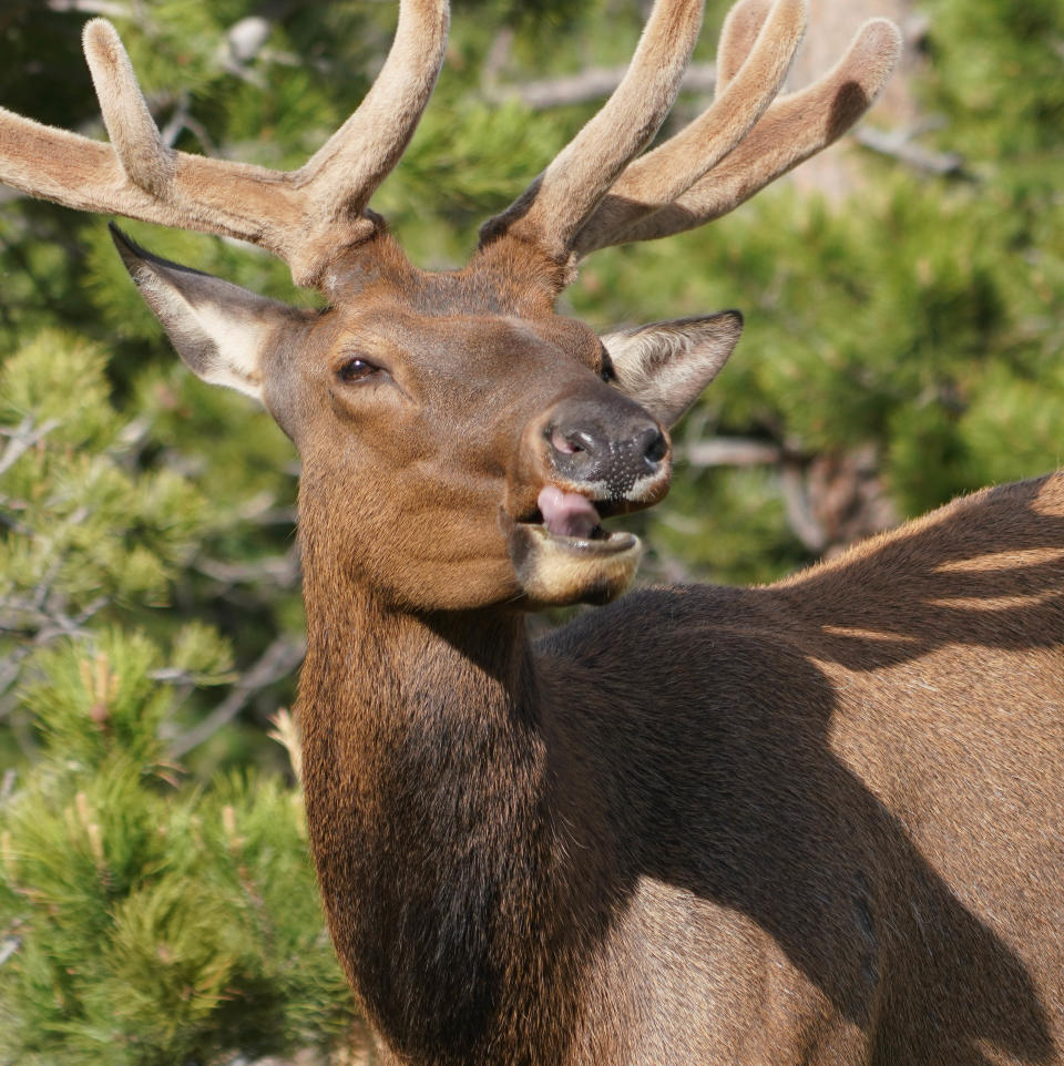 An elk chews grass while grazing at Rocky Mountain National Park.