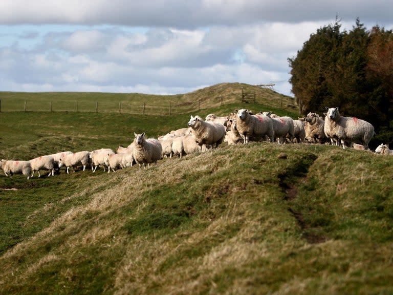 A farmer who damaged the ancient monument Offa’s Dyke and then tried to blame his sheep has been ordered to pay more than £2,000.Richard Pugh, 35, suggested livestock were responsible for a seven-metre-wide gap in the historic path marking the boundary between England and Wales.He later admitted that the erosion to the earthwork, which is believed to date from the 8th Century, was caused by quad bikes and machinery at his farm in Powys.Judge Rhys Rowlands described Pugh’s original explanation as “unbelievably ridiculous” during the sentencing hearing at Mold Crown Court.“This is a monument of national, indeed it doesn’t overstate it to say international, importance,” the judge said. “It’s quite plain to me you would have known of that. “Your actions could have meant very significant archaeological information was affected or could have been lost.”The damage to Offa’s Dyke was first reported by a member of the public in January last year.Two wardens from the Welsh government’s historic environment service Cadw inspected the site on farmland near Knighton twice over the next three months.“It was clear a section had sustained damage,” said prosecutor Richard Edwards.Pugh had created an opening in a fence to allow access to another field, resulting in the dyke becoming a ”pinch point” for farm machinery to travel between fields.Prosecutor Richard Edwards said an opening had been created to allow access to another field, resulting in erosion of the surface of the dyke across an area five metres long and seven metres wide.Matthew Curtis, defending, said Pugh had paid more than £2,000 to reinstate the earthworks.“This experience of being prosecuted and admitting guilt to this offence has come as a great learning experience and one which he has not always welcomed,” he added.Pugh​, who pleaded guilty to the charge of destroying or damaging an ancient or protected monument in December, was ordered to pay a fine of £1,500 as well as £500 towards prosecution costs and a £150 surcharge.During sentencing, judge Rowlands told the court that Offa’s Dyke marked the ancient boundary between the Anglo Saxons and the Celts.“It was either to keep the Welsh out of England or the opposite, and I don’t know why the Welsh would want to go to England.”Additional reporting by Press Association