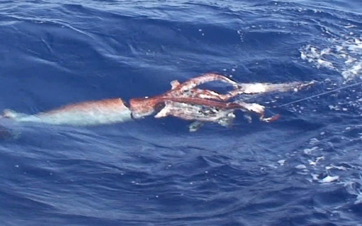 A giant squid off the Ogasawara Islands, south of Tokyo - AP